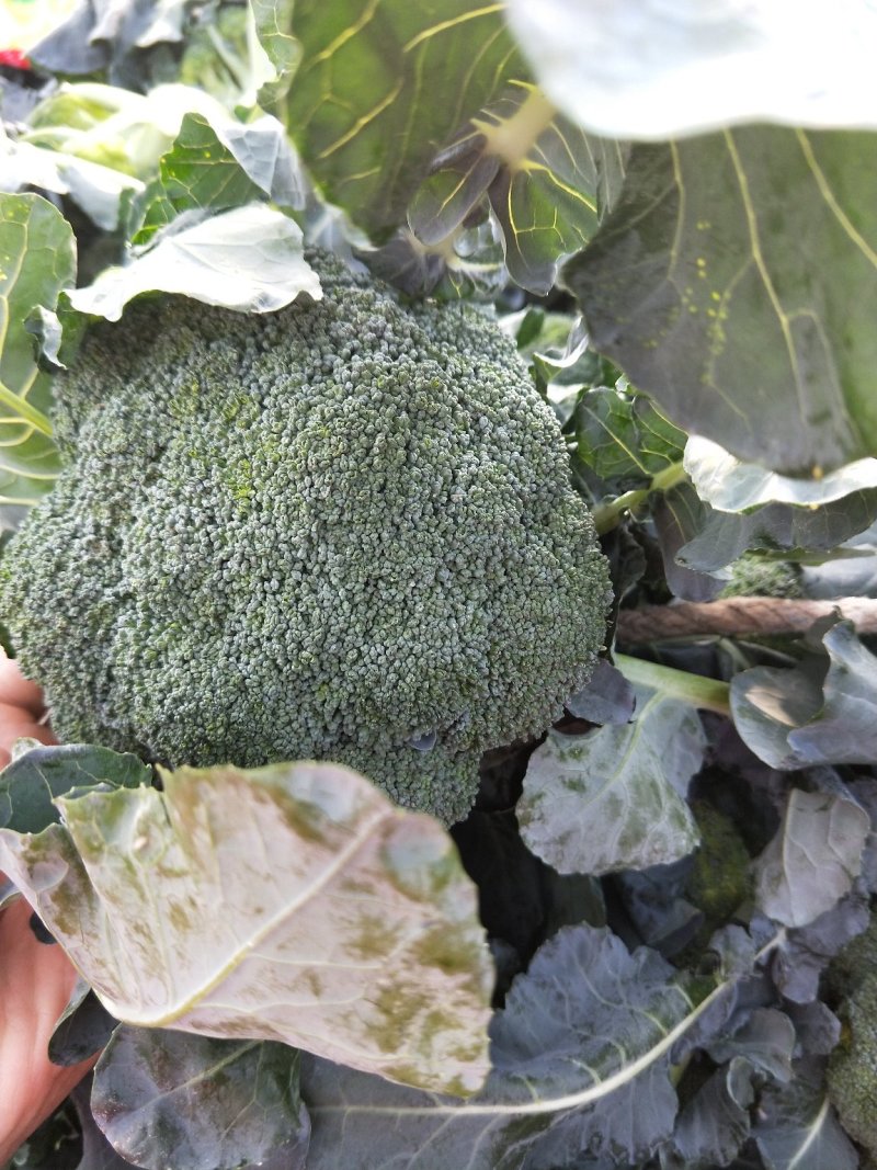 西蓝花耐寒优秀，发往全国各地，代收代发，保质保量诚信第一