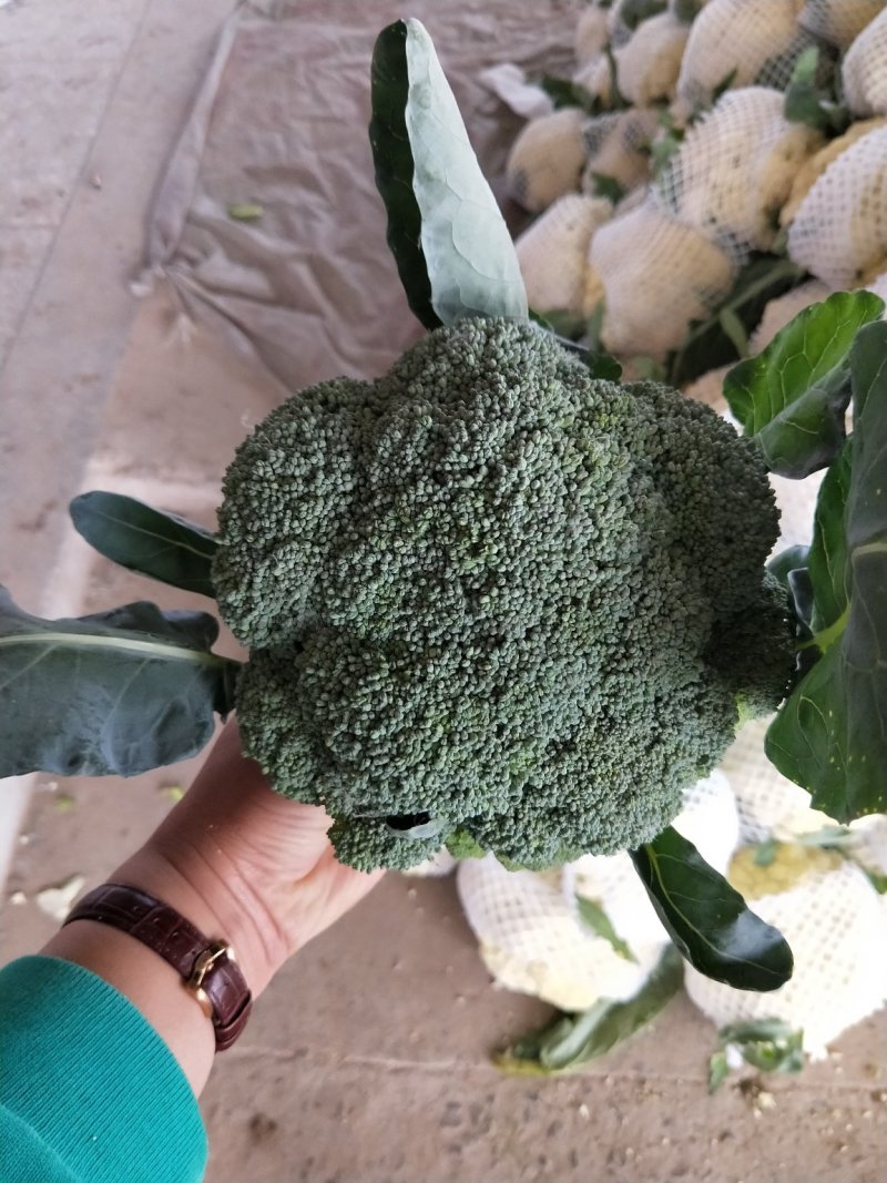 西蓝花耐寒优秀，发往全国各地，代收代发，保质保量诚信第一