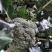 西蓝花耐寒优秀，发往全国各地，代收代发，保质保量诚信第一