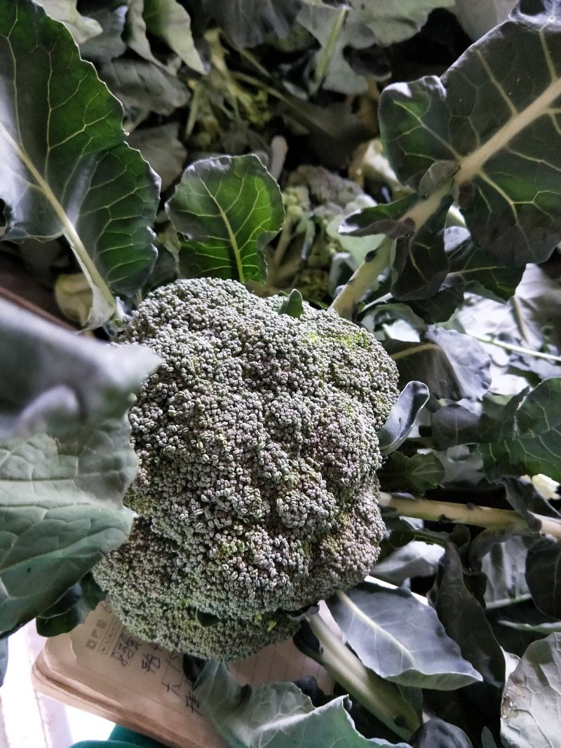 西蓝花耐寒优秀，发往全国各地，代收代发，保质保量诚信第一