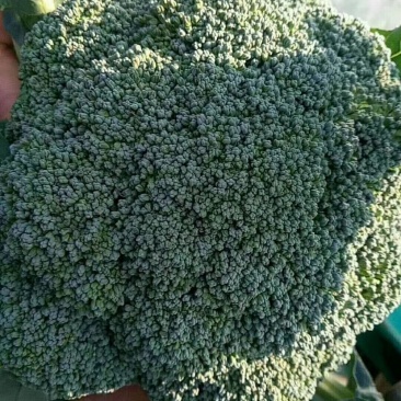 西蓝花耐寒优秀，发往全国各地，代收代发，保质保量诚信第一