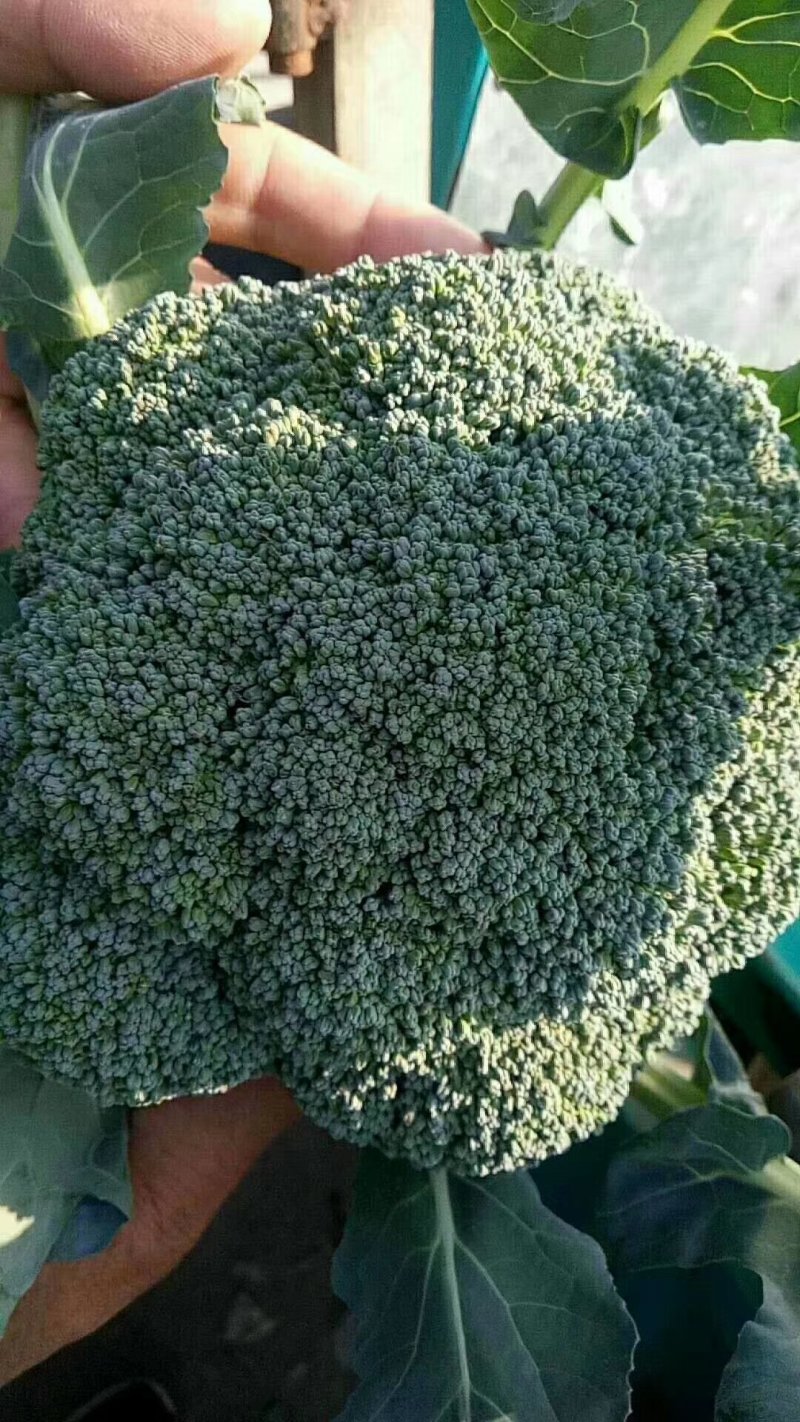 西蓝花耐寒优秀，发往全国各地，代收代发，保质保量诚信第一