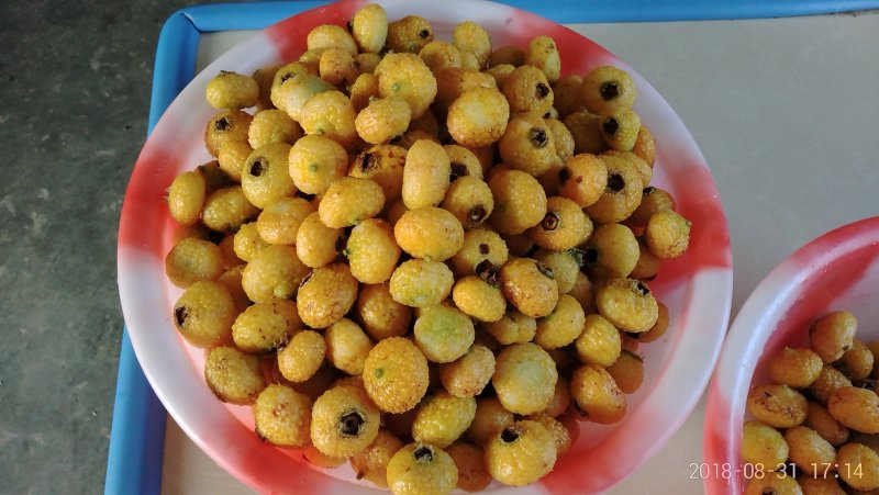 刺梨鲜果（贵龙5号）千亩基地直供量大从优