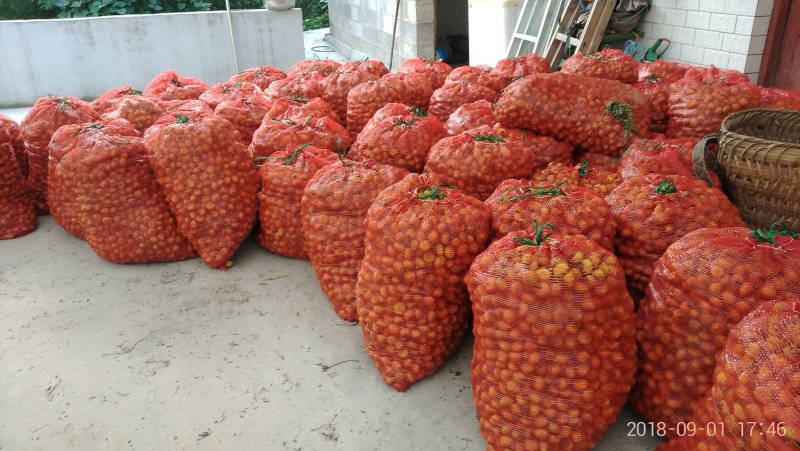 刺梨鲜果（贵龙5号）千亩基地直供量大从优