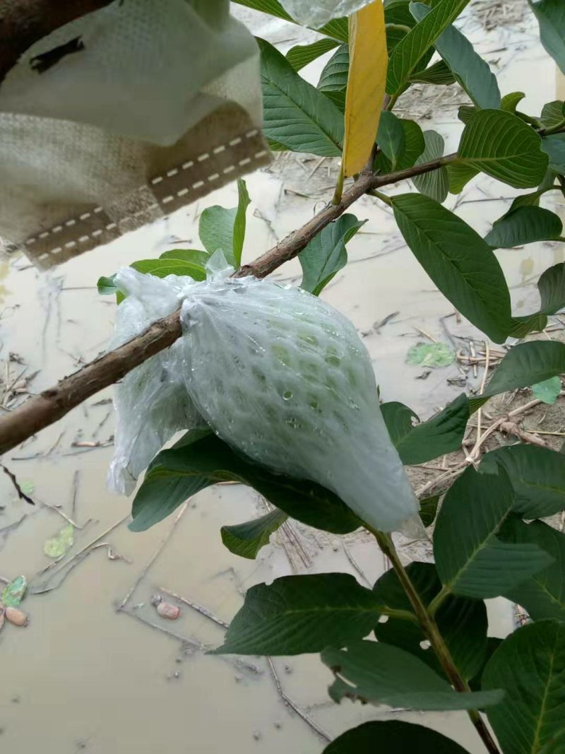 白心无籽四季番石榴