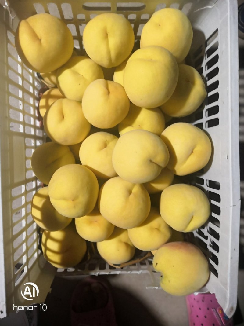 销售锦绣黄桃