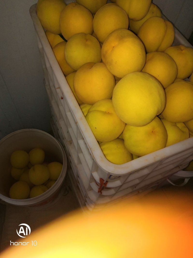 销售锦绣黄桃