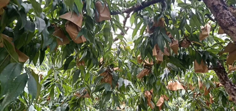 锦绣黄桃