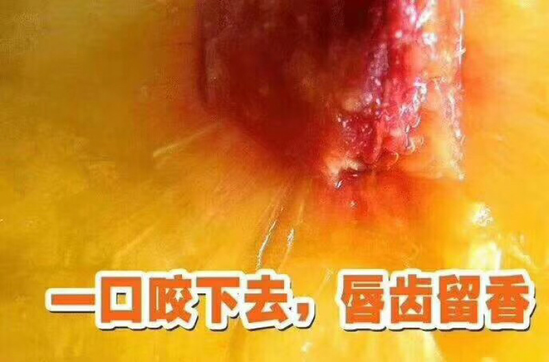 锦绣黄桃