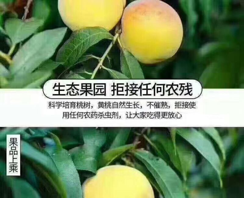 锦绣黄桃