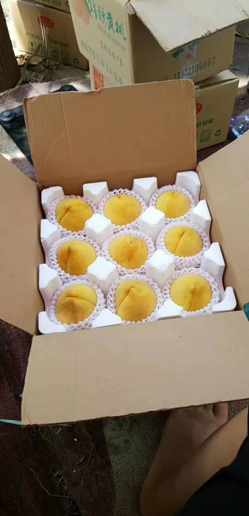 锦绣黄桃