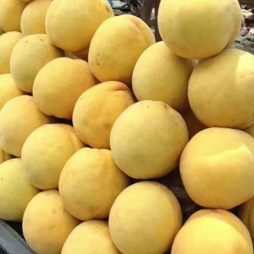 锦绣黄桃