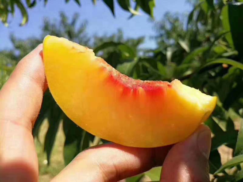 锦绣黄桃