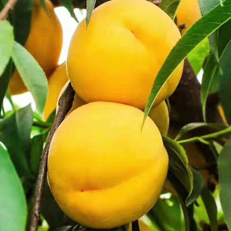 锦绣黄桃