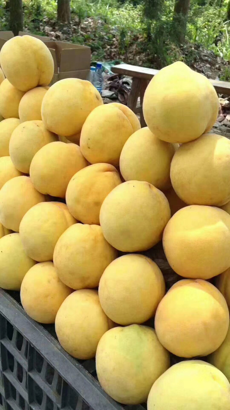 锦绣黄桃