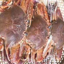 肉蟹扁蟹拥剑梭子蟹3-4只/斤清蒸爆炒都可