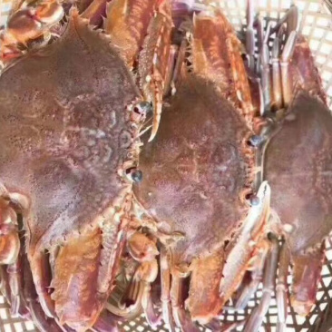肉蟹扁蟹拥剑梭子蟹3-4只/斤清蒸爆炒都可