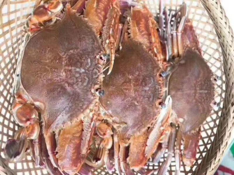 肉蟹扁蟹拥剑梭子蟹3-4只/斤清蒸爆炒都可