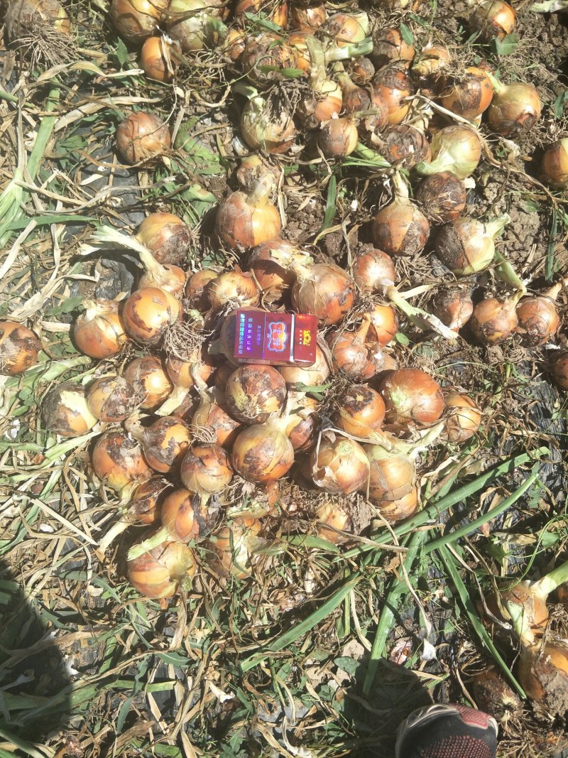 黄皮红皮洋葱9-13，5-8出口小洋葱