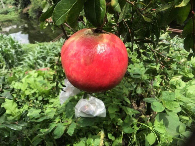 突尼斯软籽石榴