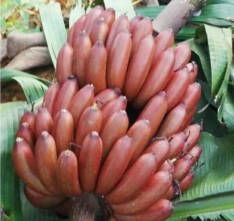 红香蕉苗，品质保证大量供应