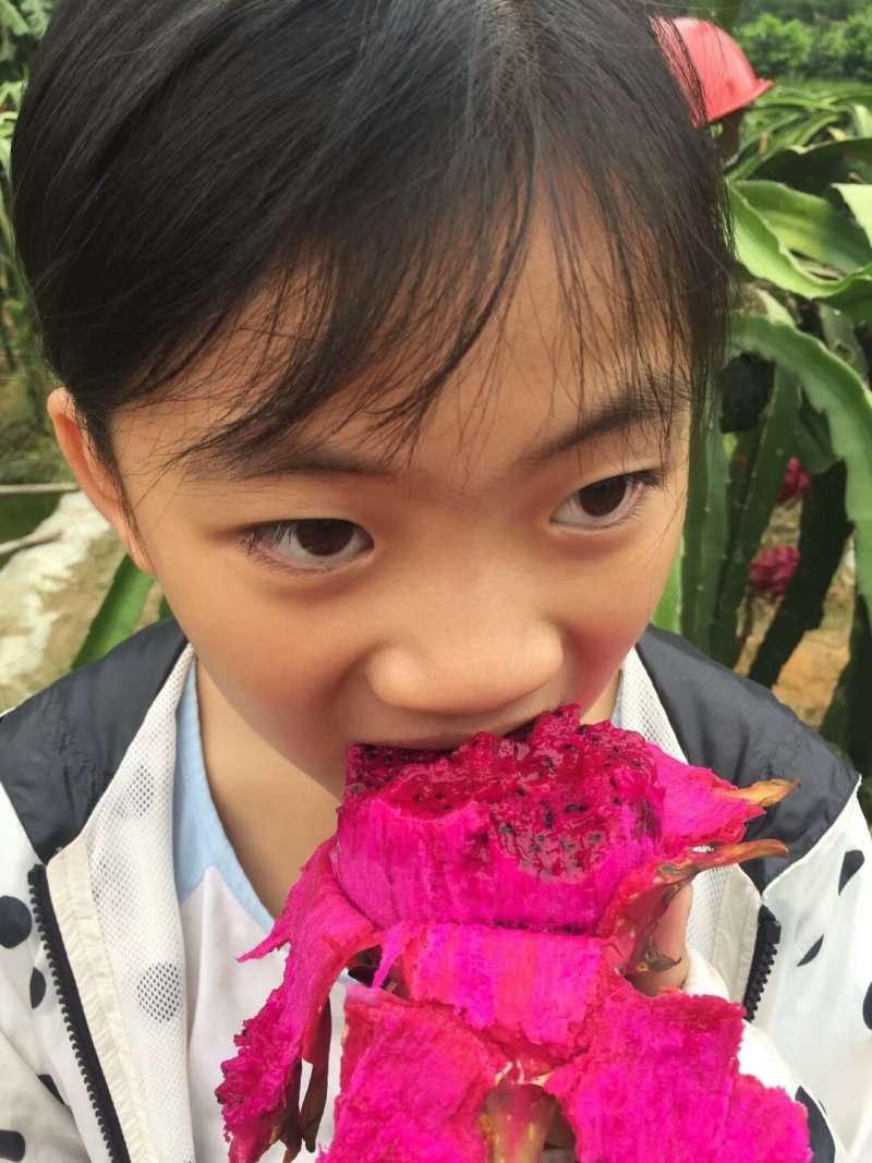 红心火龙果