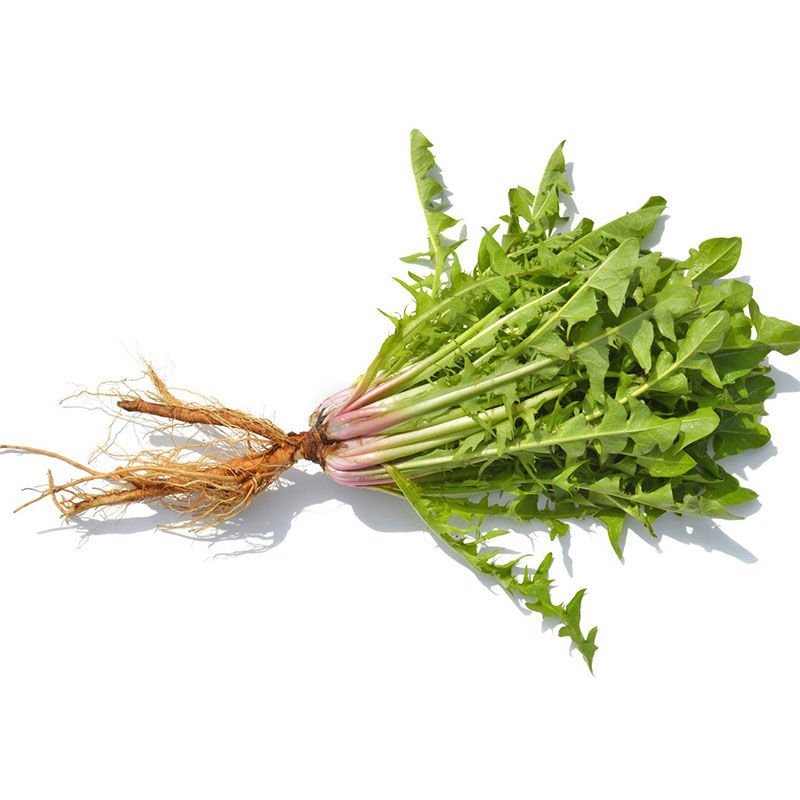 野生蒲公英种籽婆婆丁种孑四季盆栽蔬菜春秋冬季种植药用野菜