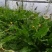 野生蒲公英种籽婆婆丁种孑四季盆栽蔬菜春秋冬季种植药用野菜
