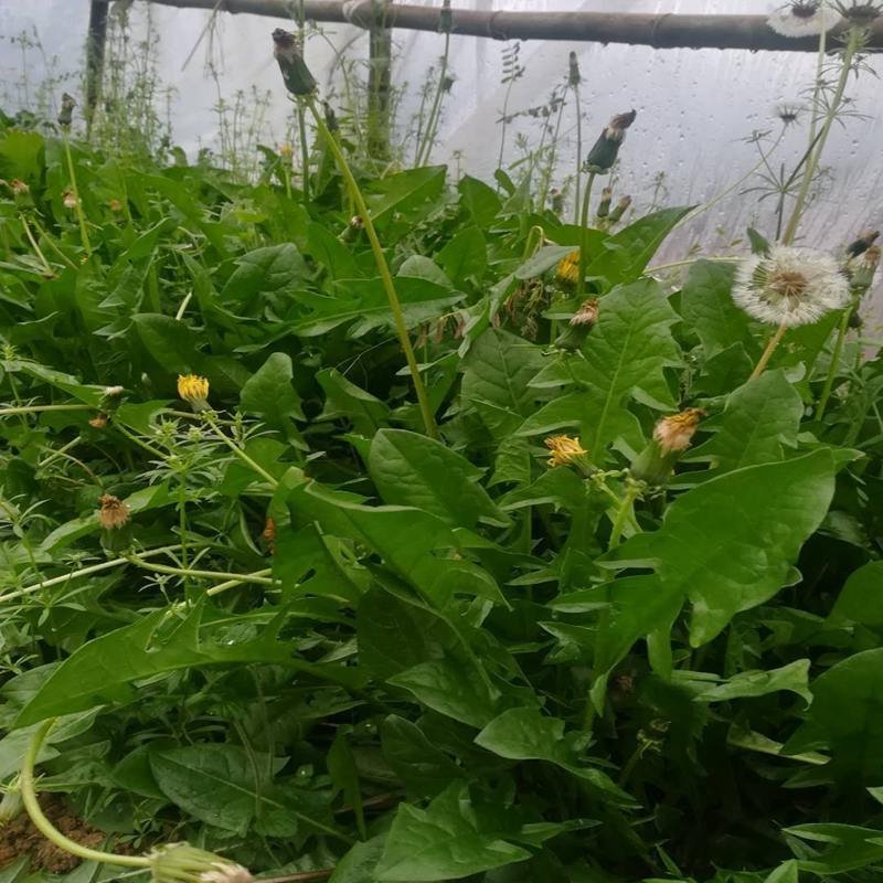 野生蒲公英种籽婆婆丁种孑四季盆栽蔬菜春秋冬季种植药用野菜