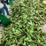 又甜又糯精品玉米量大有优惠欢迎前来洽谈合作