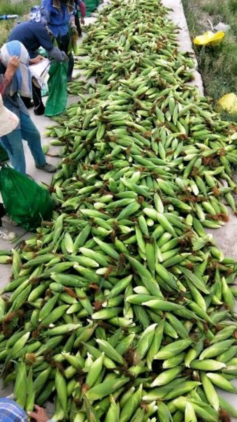 又甜又糯精品玉米量大有优惠欢迎前来洽谈合作