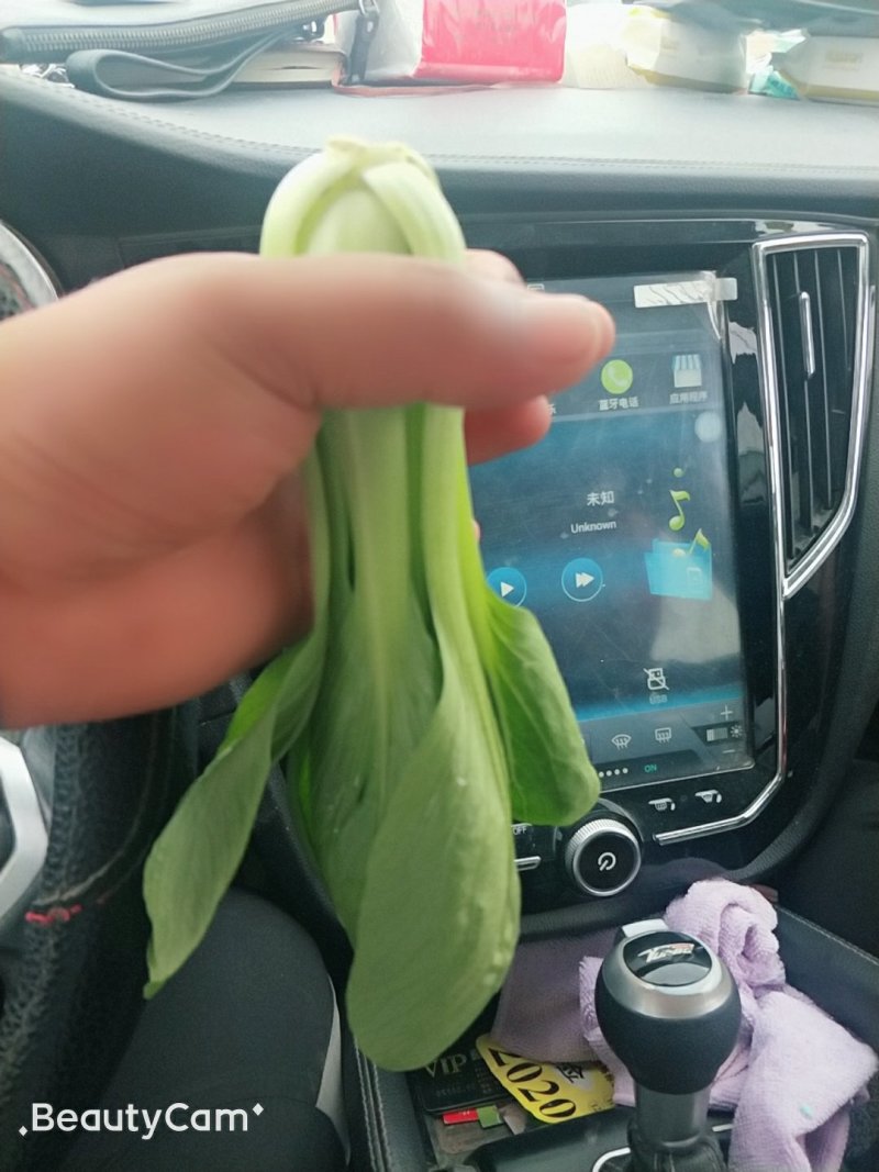 精品油菜