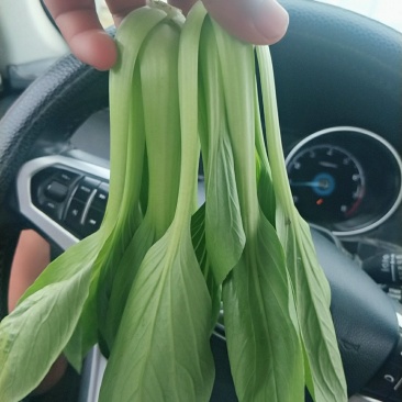 精品油菜