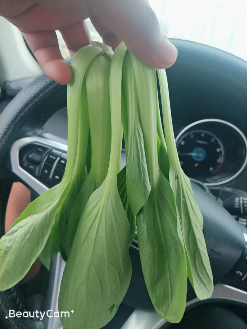 精品油菜