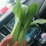 精品油菜