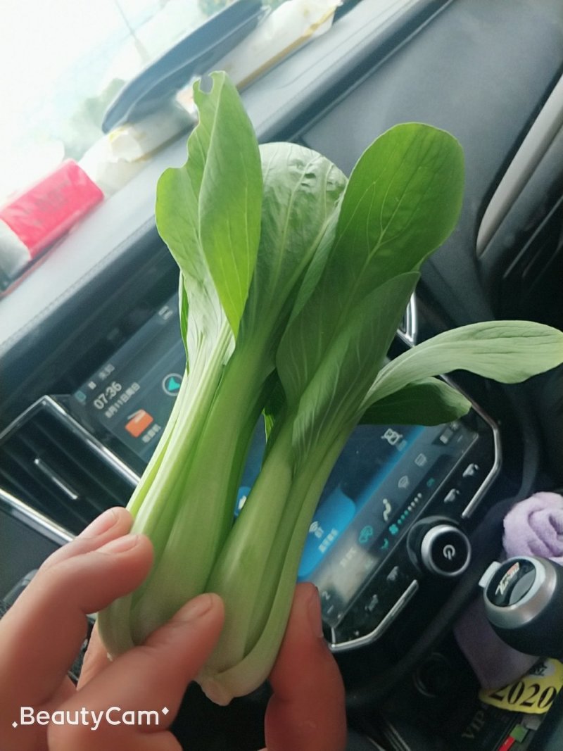精品油菜