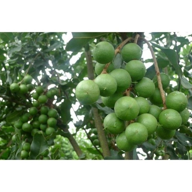 正宗澳洲坚果树苗夏威夷果树