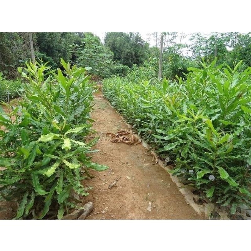 正宗澳洲坚果树苗夏威夷果树