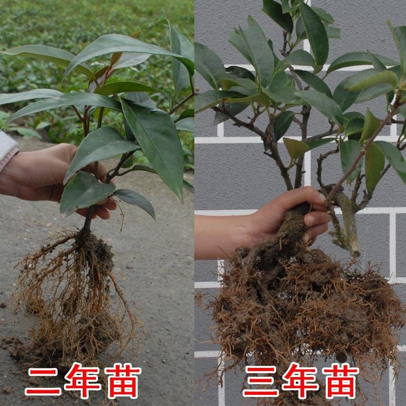 (新货)黑老虎苗布福娜果树苗观赏盆栽苗抗霜冻南北方可种通