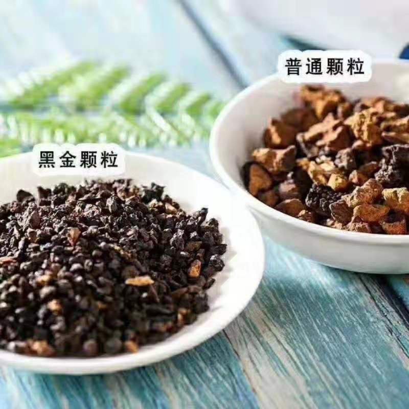 桦树茸