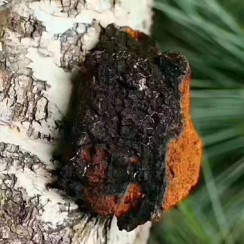 桦树茸