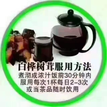 桦树茸