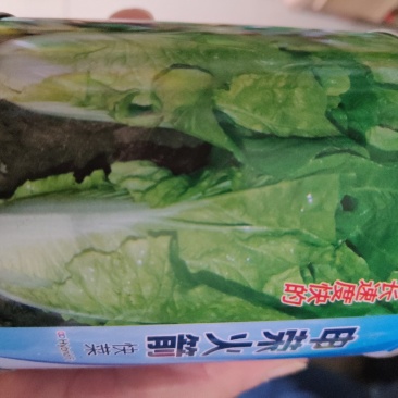 火箭快菜种子叶色绿叶片肥大叶帮宽球内黄心