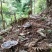 深山野生灵芝