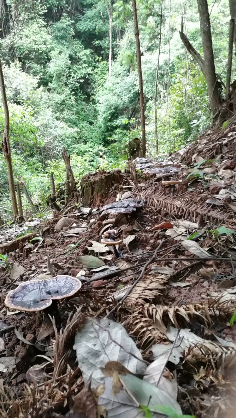 深山野生灵芝