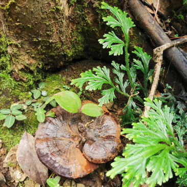 深山野生灵芝
