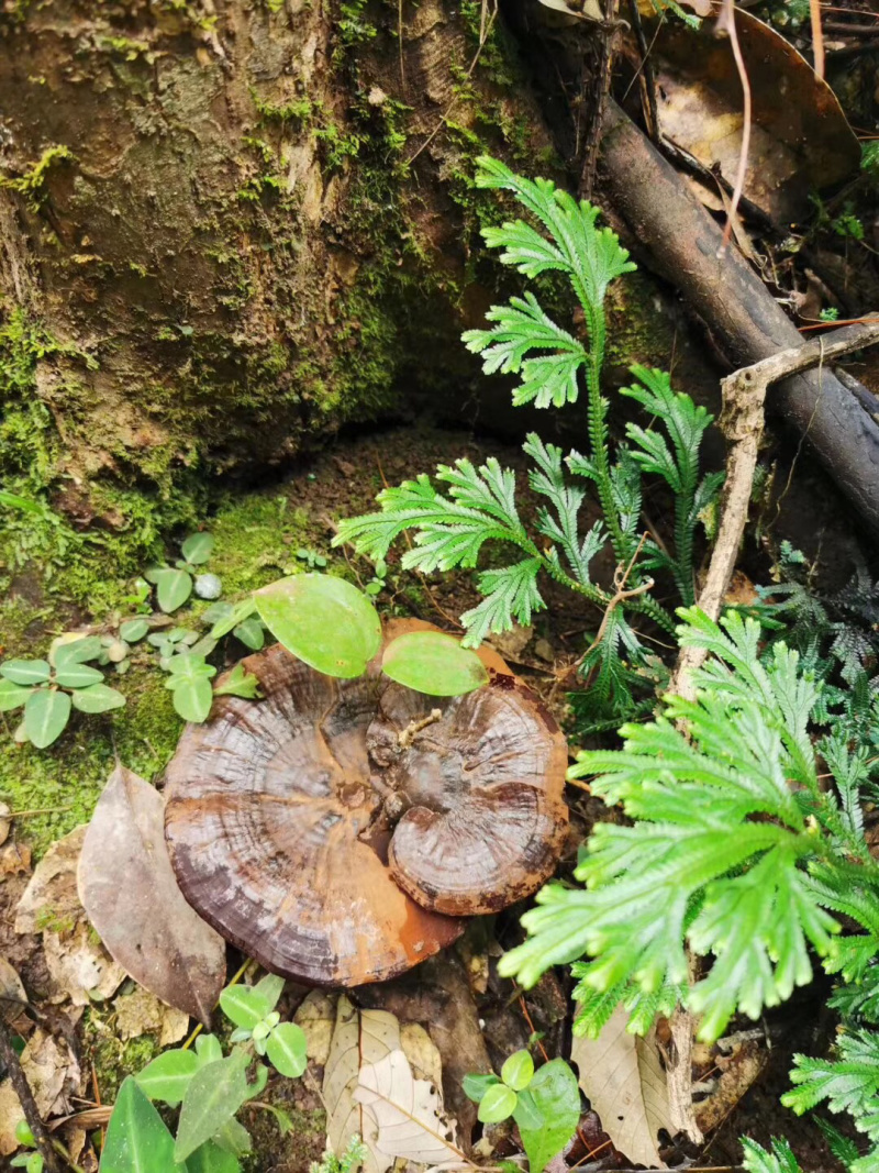 深山野生灵芝