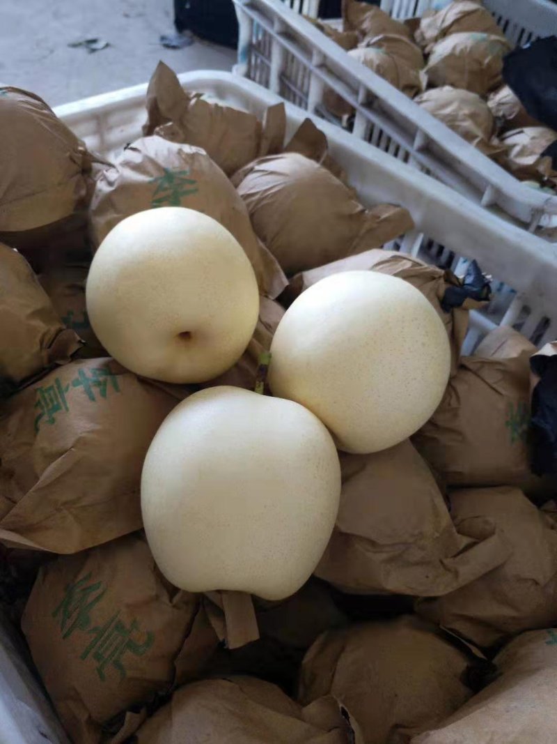 皇冠梨450~500g纸袋