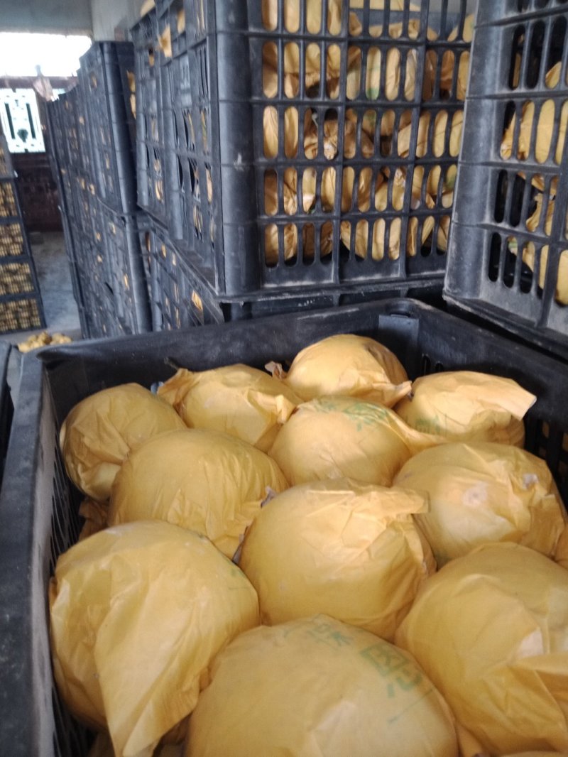 皇冠梨450~500g纸袋