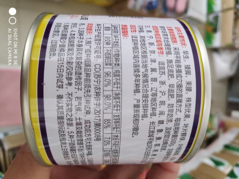 绿领碧浪青梗菜种子早生矮脚束腰叶片鲜绿叶柄扁绿株型优美